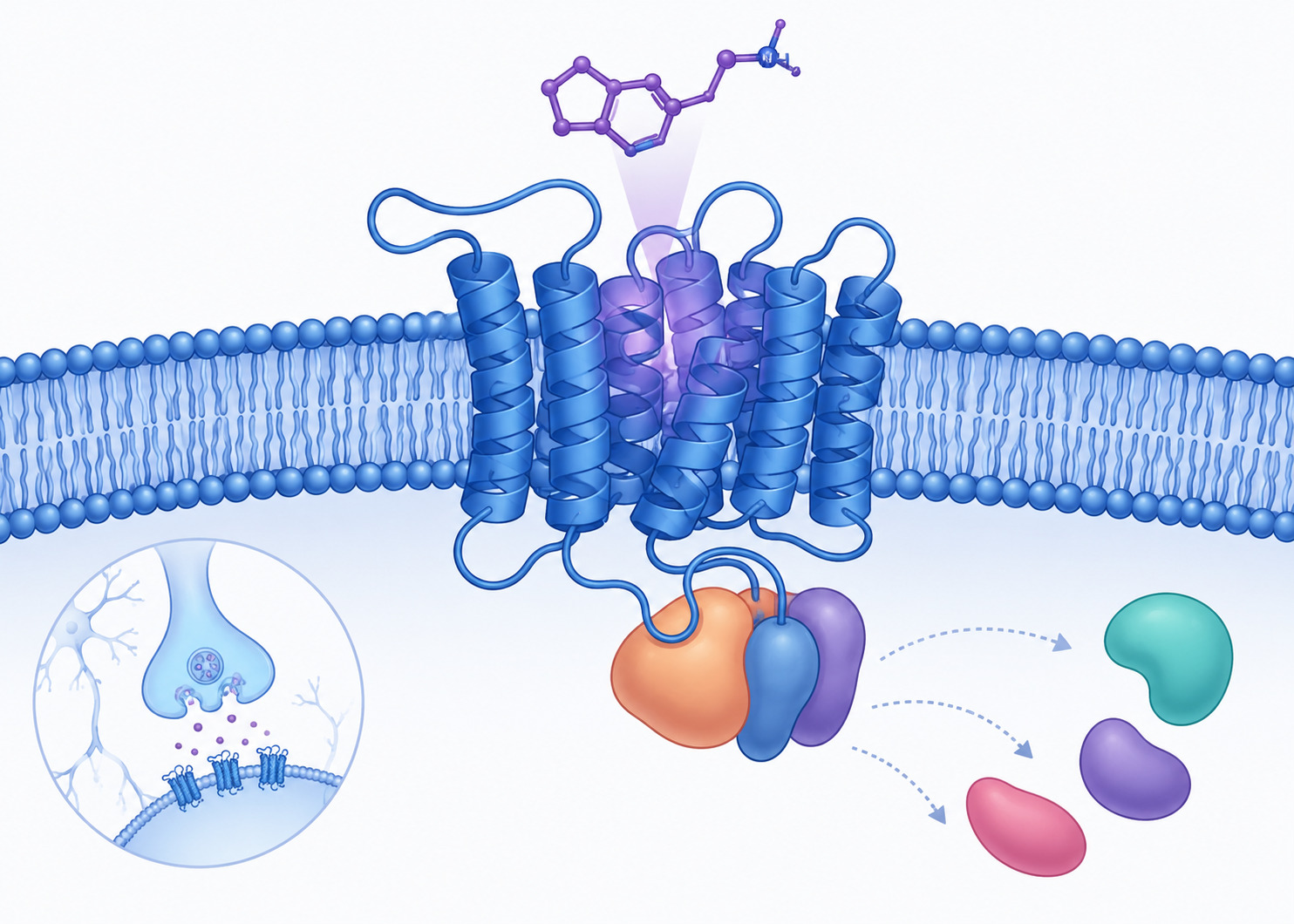 Illustration of microbial receptor signaling pathway relevant to AI in microbiome research