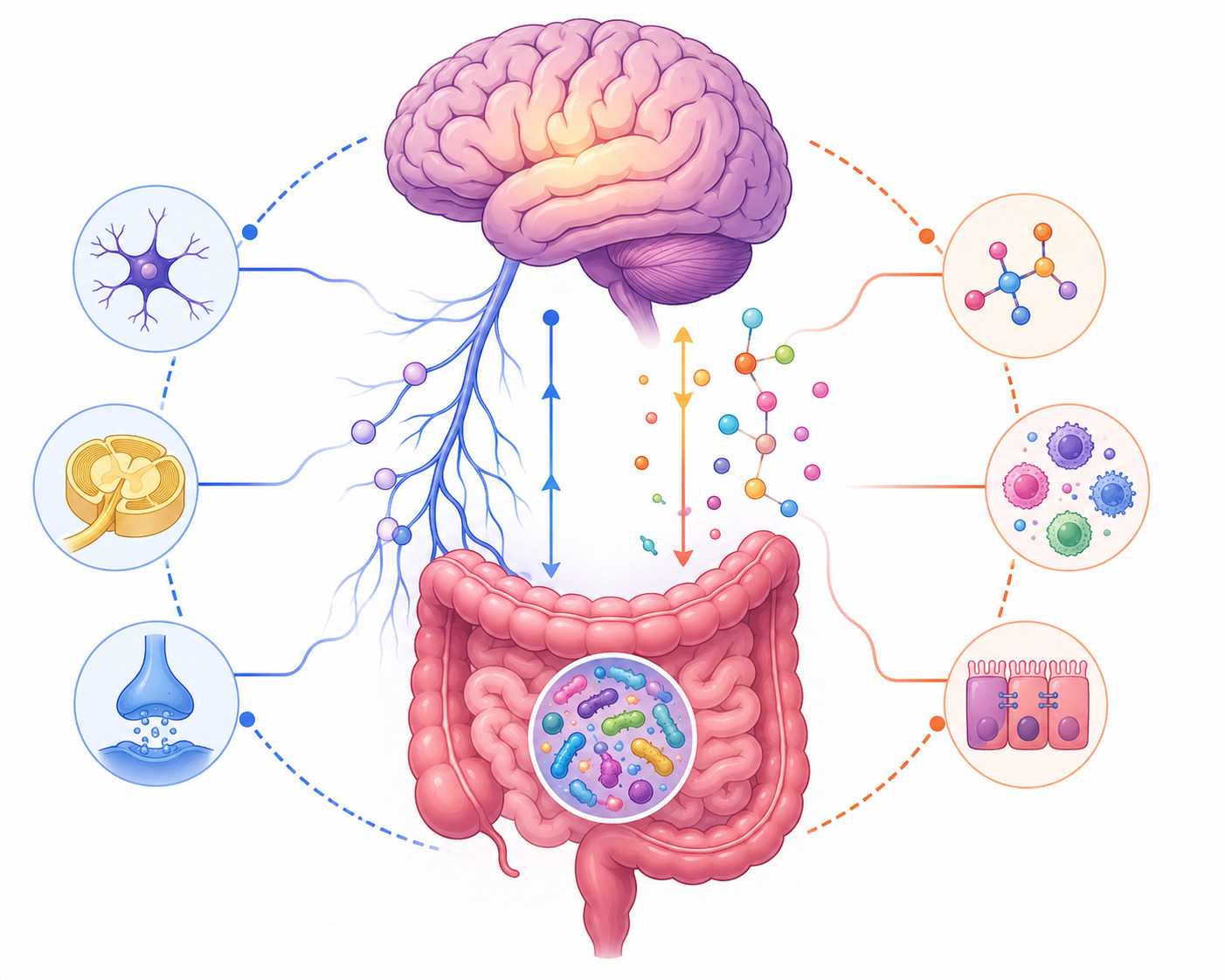 Diagram of the gut-brain axis illustrating AI in microbiome research applications