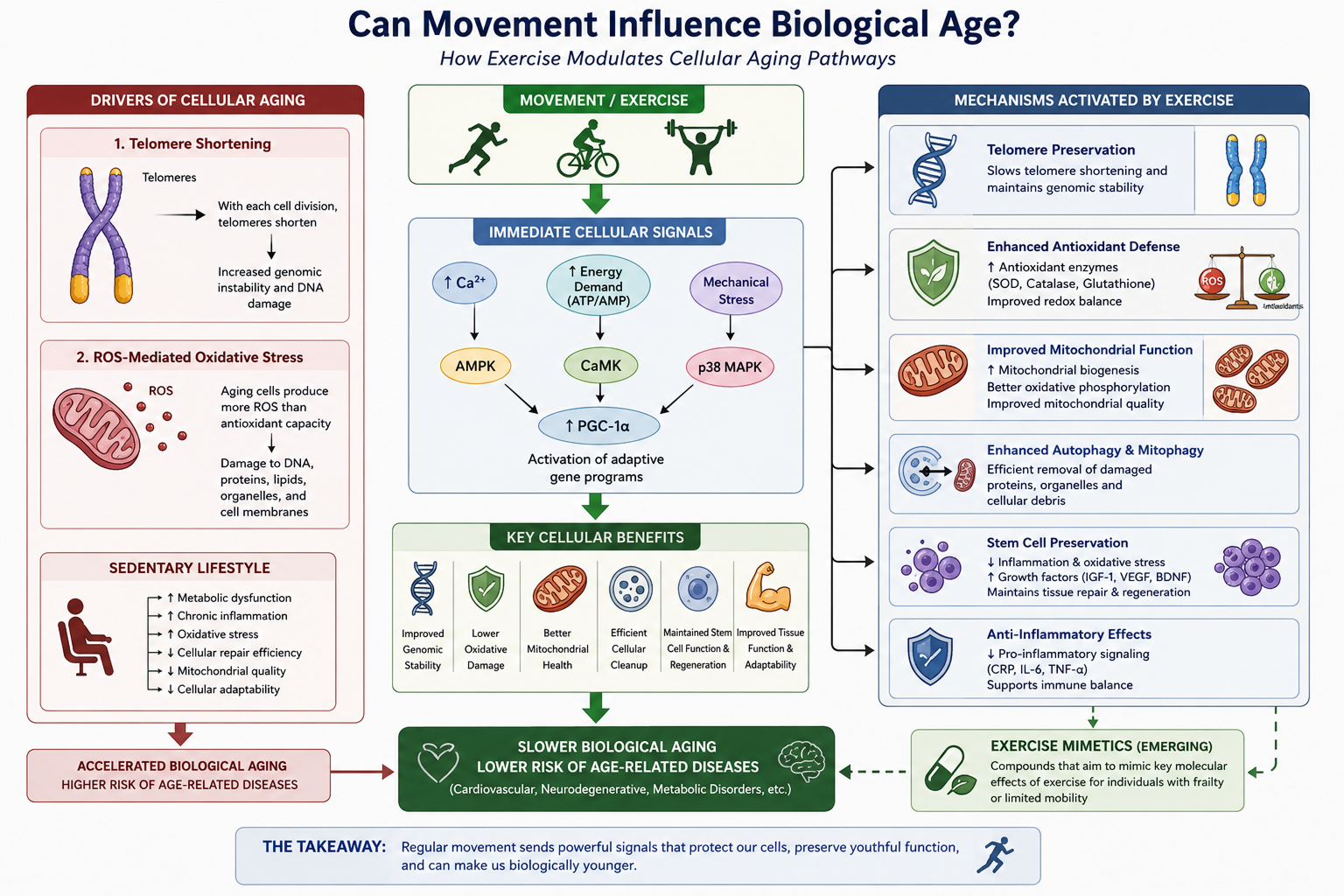 Visual showing telomere shortening, ROS generation, mitochondrial dysfunction and how exercise counters biological aging