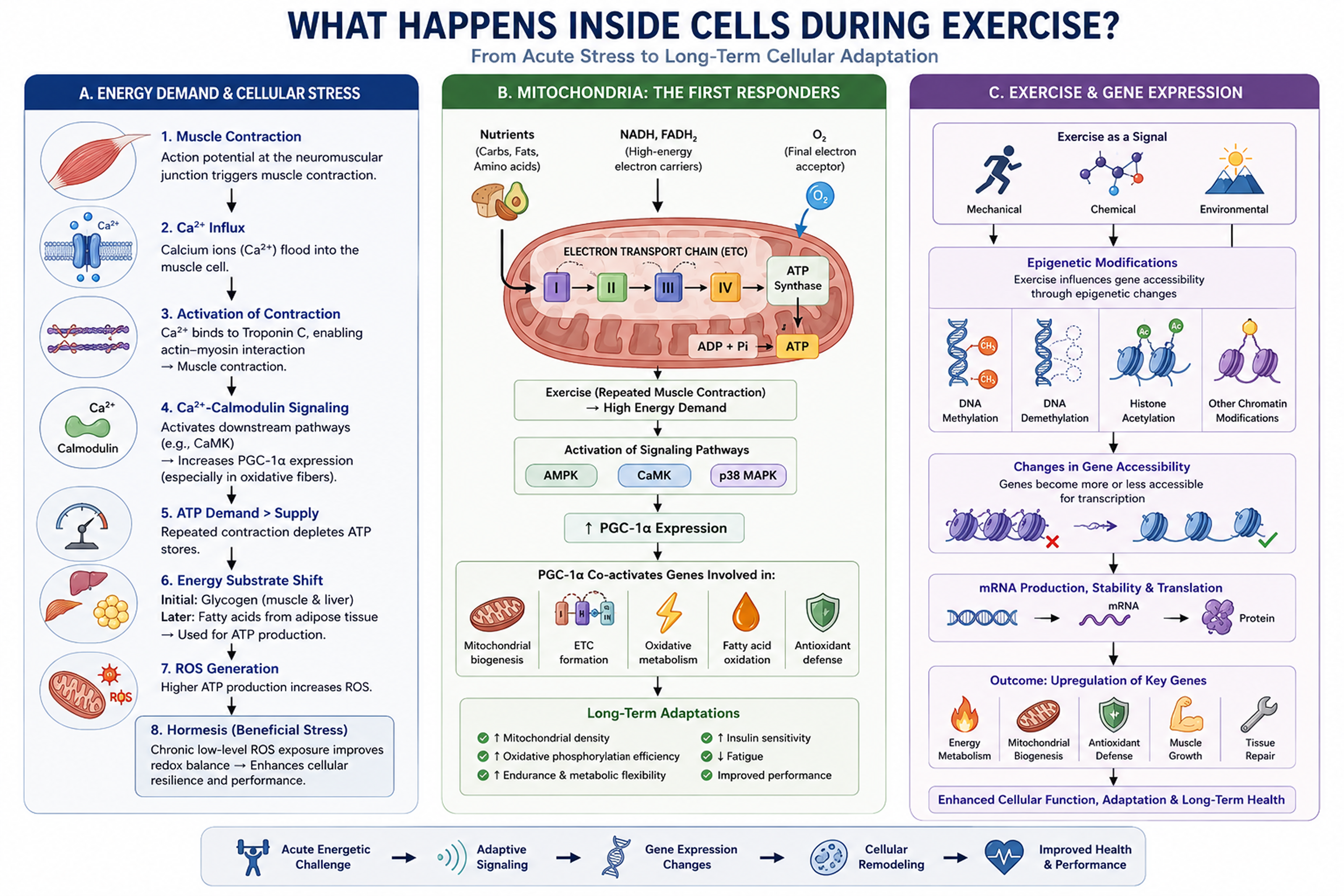 Cellular signalling pathway diagram showing energy demand, calcium ion influx, mitochondrial response and molecular cascades during exercise